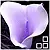 purple cala