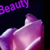 beauty rose