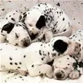 spots