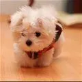 tiny