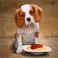 little Tramp