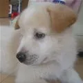 cute puppy