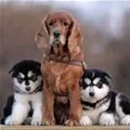 puppies