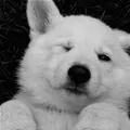 wink