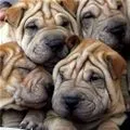 wrinkles