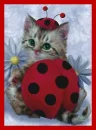 kitty bug