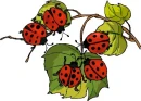 lady bugs