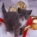 kitty