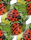 lady bugs