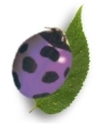 lady bug