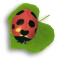 lady bug