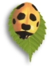 lady bug