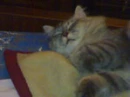 nighy my cat