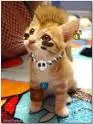 lil cute punk kitty