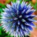 scary flower