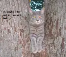 kitty stuck in a tree
