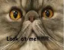 huge eyes cat