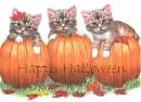 Happy Halloween Cats