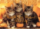 Halloween Cats