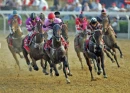 horses
