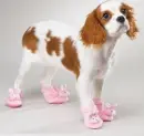 dog shoes