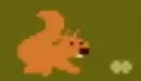 dog hurt with hammer