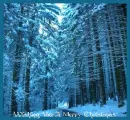 Wishing You A Merry Christmas