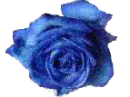 blue rose
