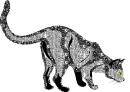 Gray Cat