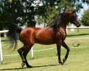 Horses