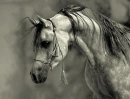 Horses