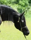 arabians