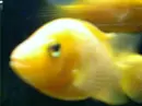yellow fish