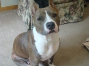 my dog tootise roll