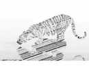 Withe Tiger