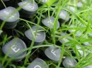 grass