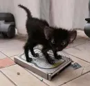 Goth Kitty