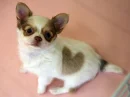 Cute Heart Dog 