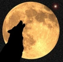 Wolf night