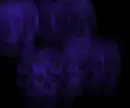 purple skulls