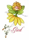 Gied