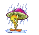 Tweety in the rain