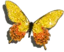 yellow butterfly
