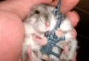 EVIL Hamster