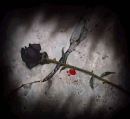 Black Rose