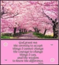 pink trees