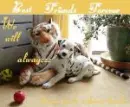 Dalmatian laying with a tiger