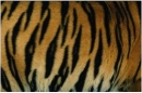 TigerSkin