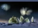 butterflies
