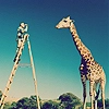 giraffe